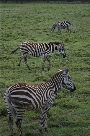 Zebra_image_3